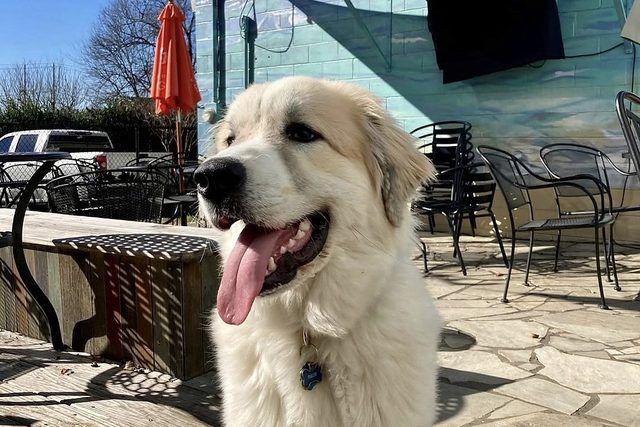 A Great Pyrenees sitting on the Loosa Brews patio in the sun, shade sail and string lights overhead, beach mural behind